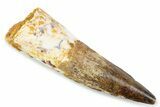 Fossil Spinosaurus Tooth - Real Fossil Tooth #373963-1